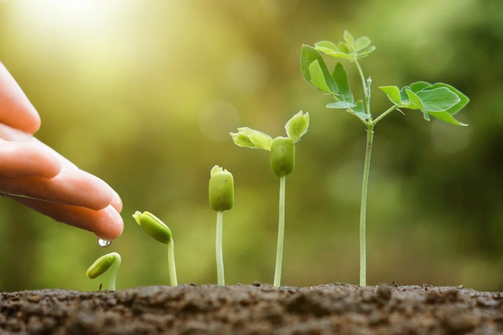 Image of a plant growing. Find growth after a major life transition with the support of life transition counseling in Austin, TX.